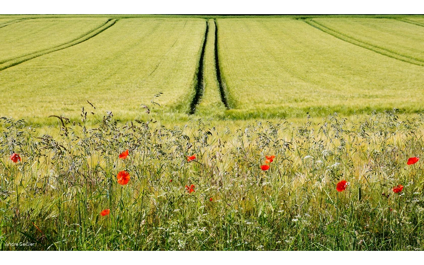Blütenpracht-Mohn_33.JPG