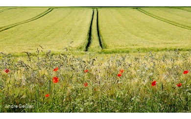 Blütenpracht-Mohn_33.JPG