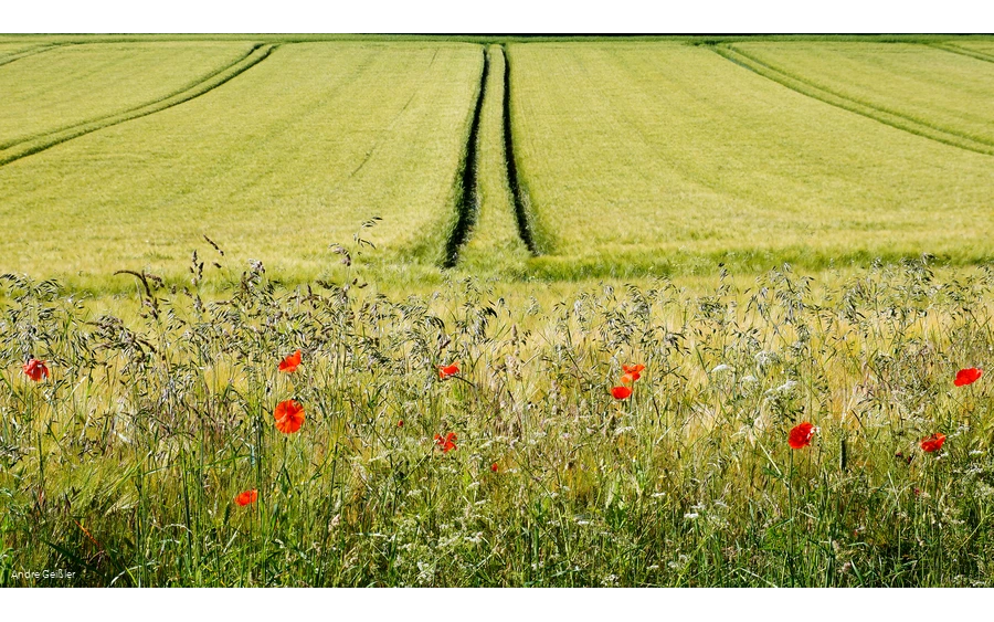 Blütenpracht-Mohn_33.JPG