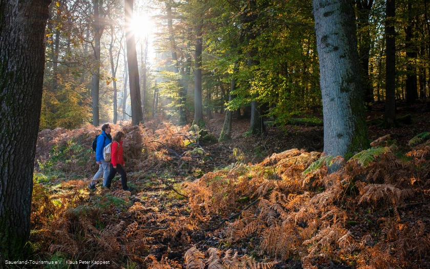 Zwei Wanderer unterwegs auf der Sauerland-Waldroute