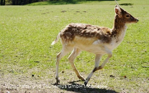 Wildpark Völlinghausen