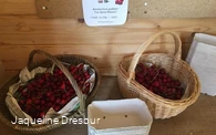 frische Kirschen