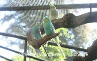Vogelgehege