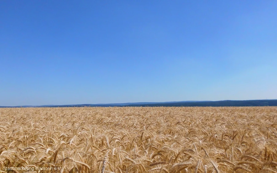 Weizenfeld