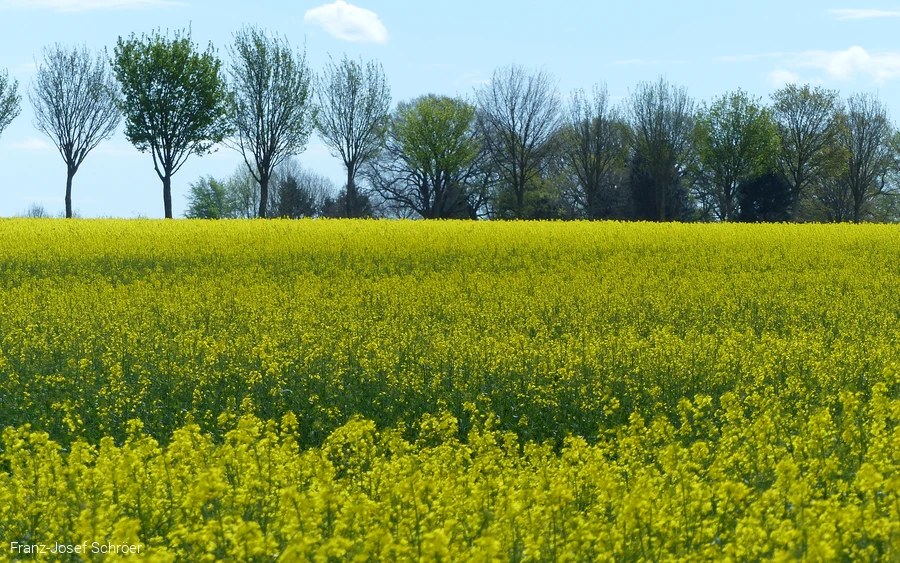 Rapsblüte im Obergerheimer Feld