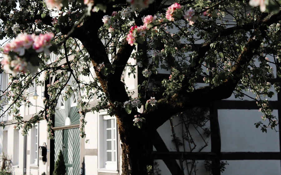 Kirschblüte