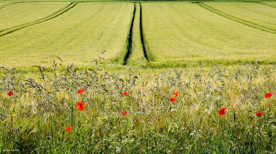 Blütenpracht-Mohn_33.JPG